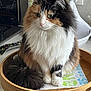 Gaia a rejoint le concours — aidez-le/la à gagner de superbes lots ! cat, calico, fluffy, tray, wooden_tray, paper_towel, kitchen, countertop, power_outlet, stove, pet, animal, feline, domestic_cat, sitting, fur, whiskers, ears, tail, indoor