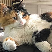 Gaia participe au concours pour gagner de l'argent avec cette photo : cat, calico, fluffy, pet, indoor, laptop, keyboard, resting, fur, whiskers, paw, curious, home, cozy, animal, cute, relaxed, closeup, mammal, domestic