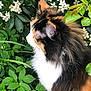 Gaia a rejoint le concours — aidez-le/la à gagner de superbes lots ! cat, calico, fluffy, side_profile, green_leaves, white_flowers, outdoor, nature, animal, pet, fur, whiskers, garden, plant, leaf, closeup, mammal, wildlife, cute, portrait