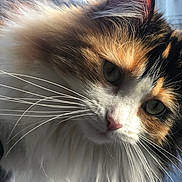Gaia participe au concours pour gagner de l'argent avec cette photo : animal, calico, cat, close_up, closeup, curious, cute, domestic_cat, face, feline, fluffy, fur, green_eyes, indoor, mammal, natural_light, pet, portrait, soft_light, whiskers