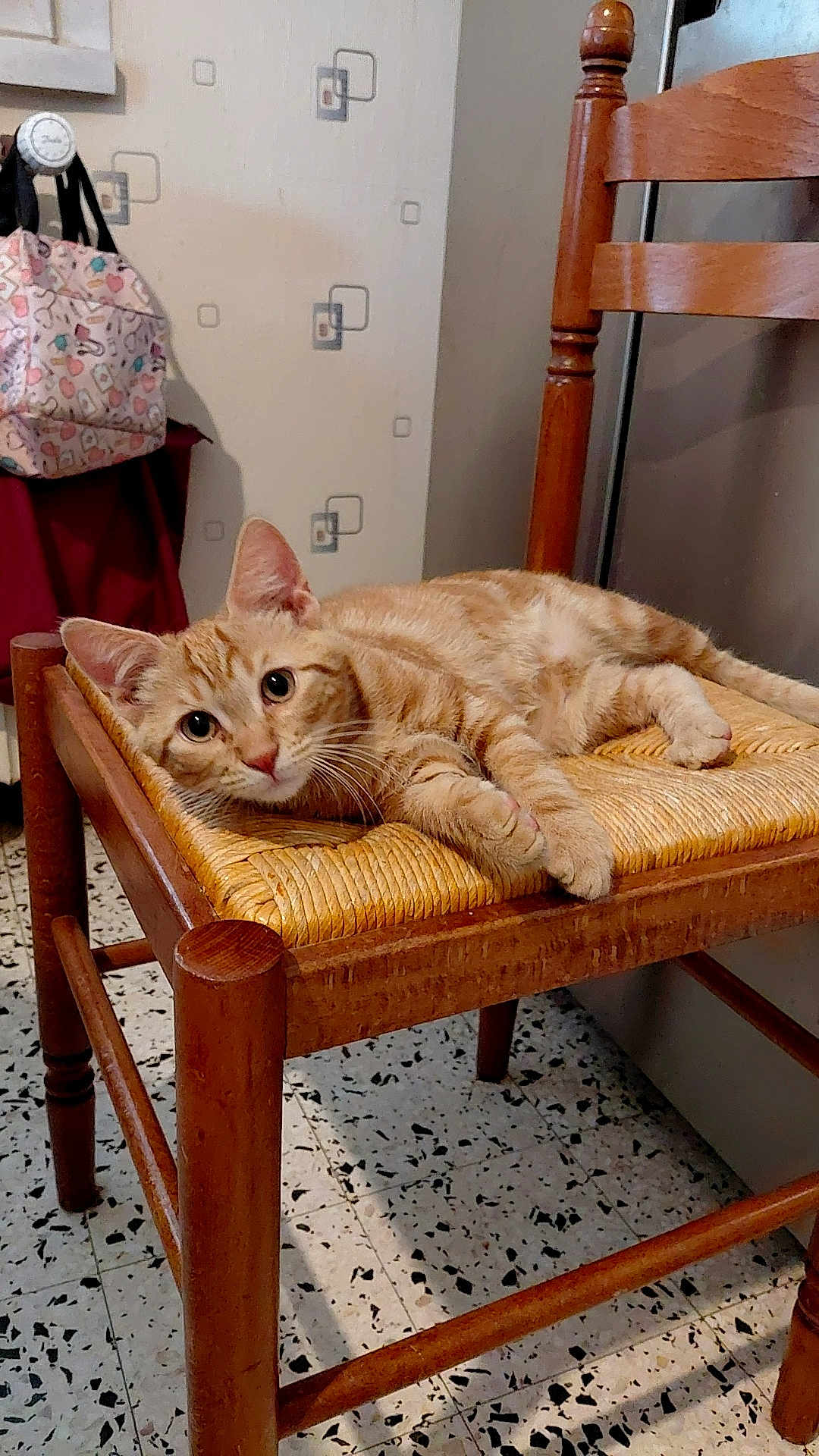 Camel a rejoint le concours — aidez-le/la à gagner de superbes lots ! cat, orange_tabby, wooden_chair, woven_seat, indoor, floor_tiles, curious, pet, feline, resting, looking, ears, whiskers, home, background, bag, wall_pattern, relaxed, animal, domestic