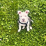 Nala participe au concours pour gagner de l'argent avec cette photo : puppy, dog, grass, greenery, flowers, outdoor, pet, animal, nature, cute, young, sitting, harness, white, black, canine, summer, daylight, small, field