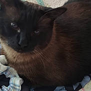 Salem Louise joined the competition — help win amazing prizes! cat, animal, pet, fur, closeup, bed, fabric, clothing, resting, indoor, mammal, cute, whiskers, ears, sleepy, domestic_animal, feline, soft, relaxed, companion