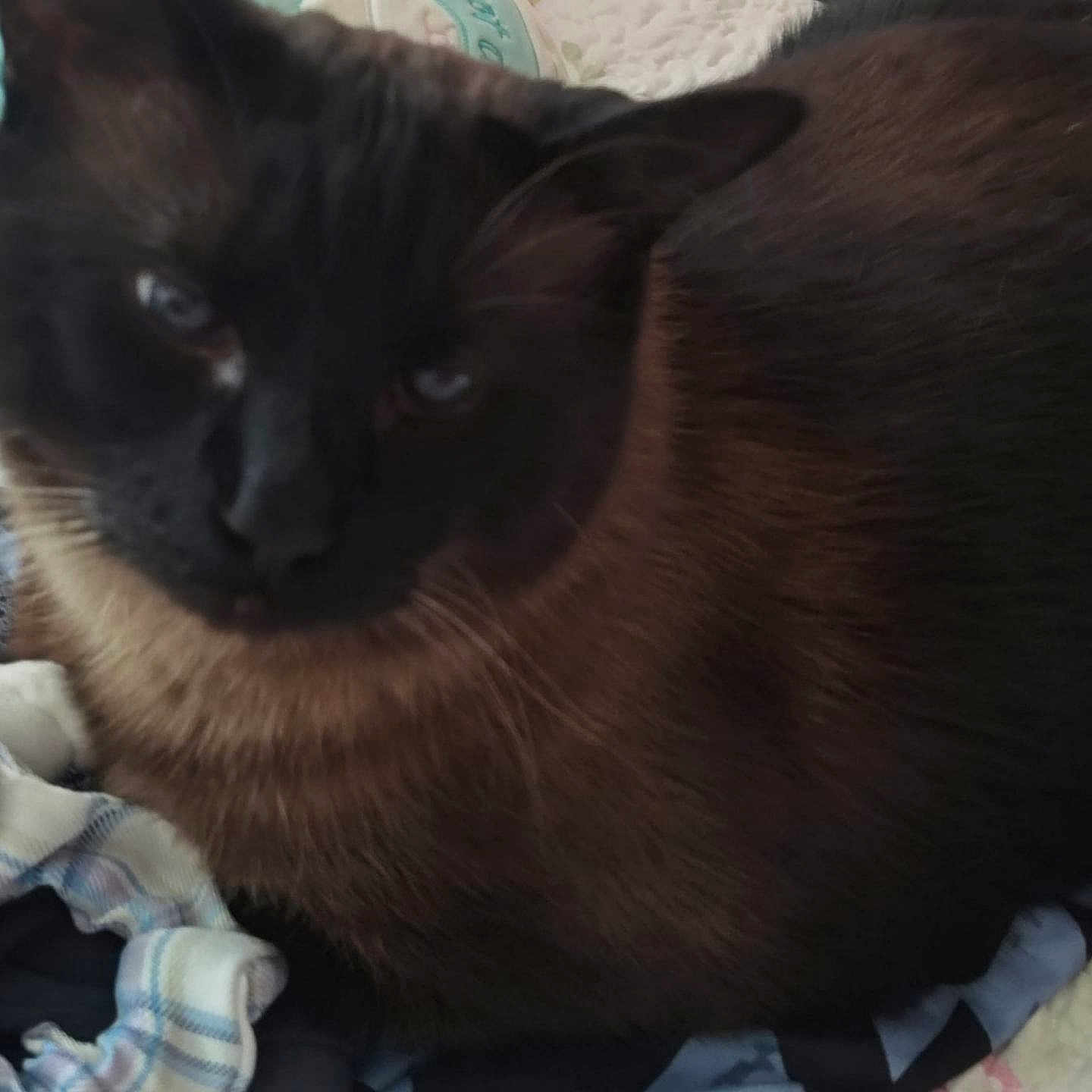 Salem Louise joined the competition — help win amazing prizes! animal, bed, cat, closeup, clothing, companion, cute, domestic_animal, ears, fabric, feline, fur, indoor, mammal, pet, relaxed, resting, sleepy, soft, whiskers