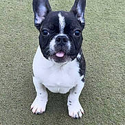 Aïko participe au concours pour gagner de l'argent avec cette photo : dog, french_bulldog, puppy, pet, animal, sitting, tongue_out, grass, outdoor, ears_up, black_and_white, cute, portrait, looking_up, paws, short_muzzle, attentive, young_dog, companion, domestic_animal