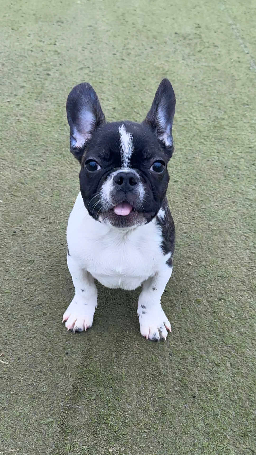 Aïko participe au concours pour gagner de l'argent avec cette photo : dog, french_bulldog, puppy, pet, animal, sitting, tongue_out, grass, outdoor, ears_up, black_and_white, cute, portrait, looking_up, paws, short_muzzle, attentive, young_dog, companion, domestic_animal