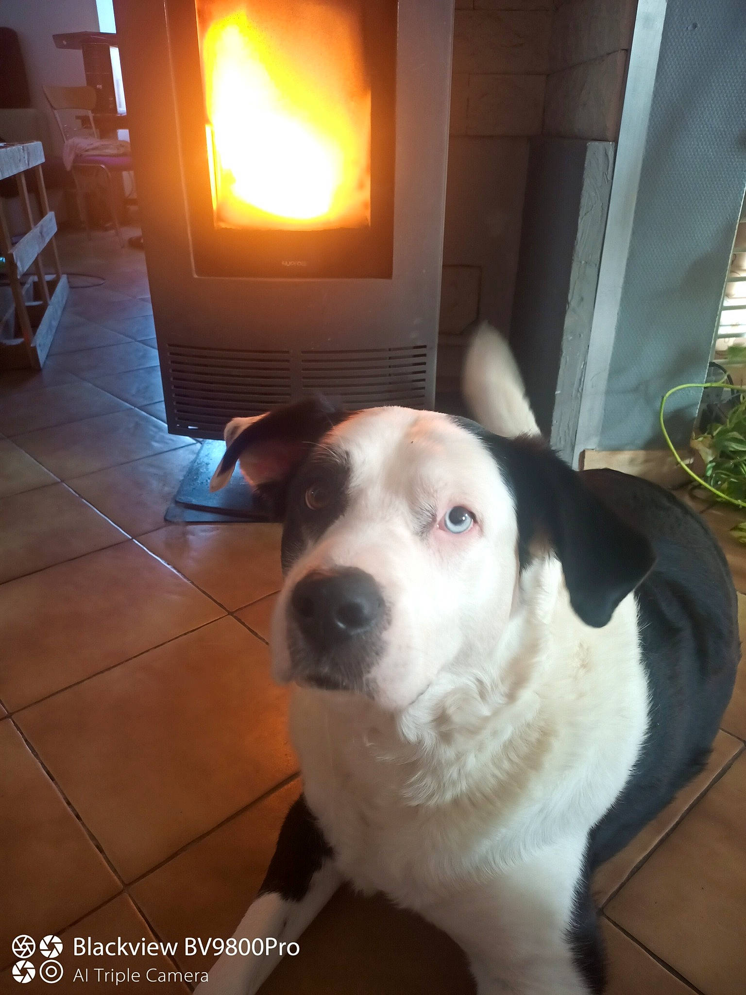 Spock participe au concours pour gagner de l'argent avec cette photo : canidae, carnivore, collar, companion_dog, dog, dog_breed, dog_collar, door, fawn, fireplace, flooring, gas, hardwood, heat, plant, whiskers, window, wood, wood_burning_stove, working_animal