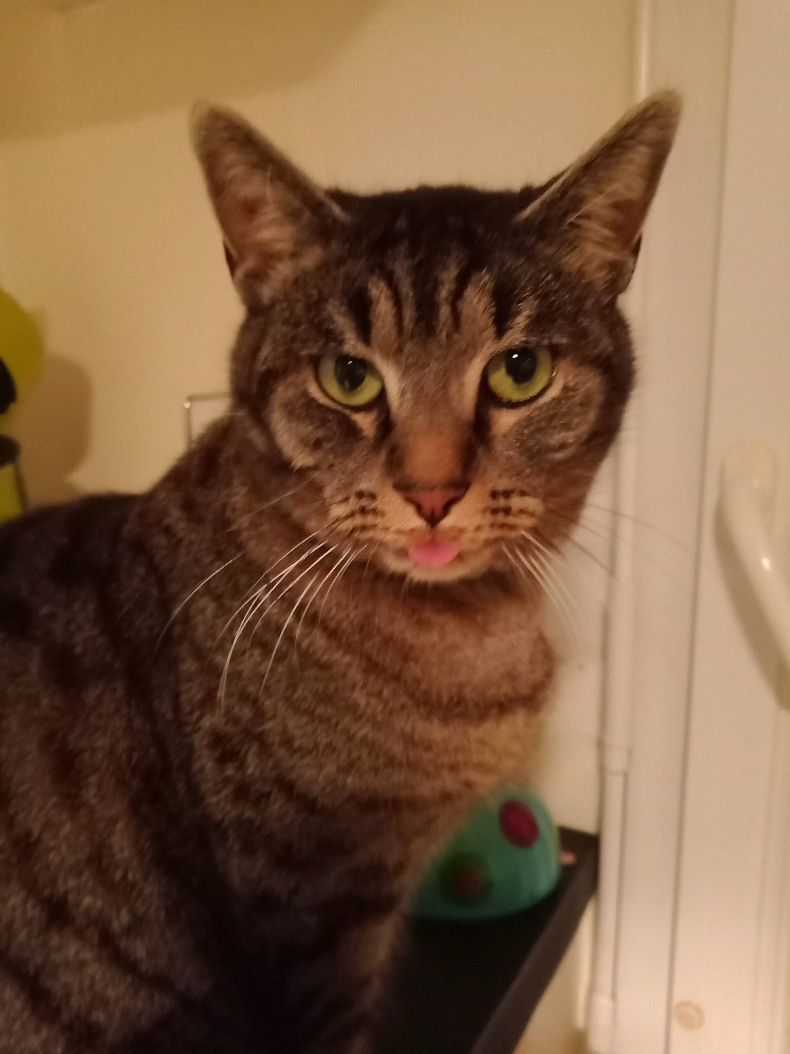 Oggy a rejoint le concours — aidez-le/la à gagner de superbes lots ! art, carnivore, cat, domestic_short_haired_cat, door, eye, felidae, fur, head, iris, paw, sitting, small_to_medium_sized_cats, snout, tail, whiskers, window