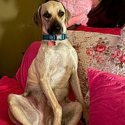 Miss Daisy joined the competition — help win amazing prizes! animal, bed, blue_collar, brown_dog, canine, cozy, cute, dog, domestic, floral_pillow, furniture, home, indoor, light, looking_at_camera, pet, pink_pillow, portrait, relaxed, sitting