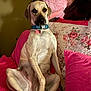 animal, bed, blue_collar, brown_dog, canine, cozy, cute, dog, domestic, floral_pillow, furniture, home, indoor, light, looking_at_camera, pet, pink_pillow, portrait, relaxed, sitting