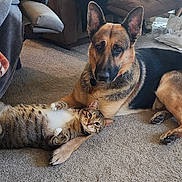 Tigger joined the competition — help win amazing prizes! animal, blanket, carpet, cat, companion, cozy, curious, dog, domestic, floor, furniture, german_shepherd, indoor, living_room, package, paw, pet, relaxed, resting, tabby_cat