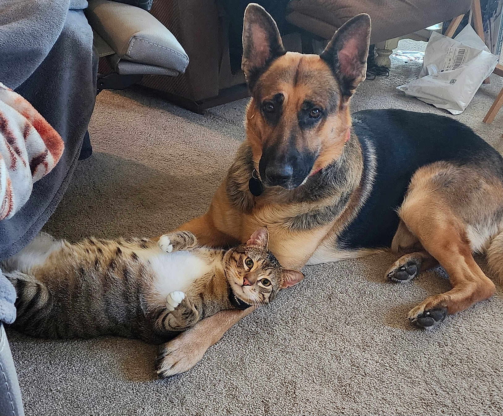 Tigger joined the competition — help win amazing prizes! animal, blanket, carpet, cat, companion, cozy, curious, dog, domestic, floor, furniture, german_shepherd, indoor, living_room, package, paw, pet, relaxed, resting, tabby_cat