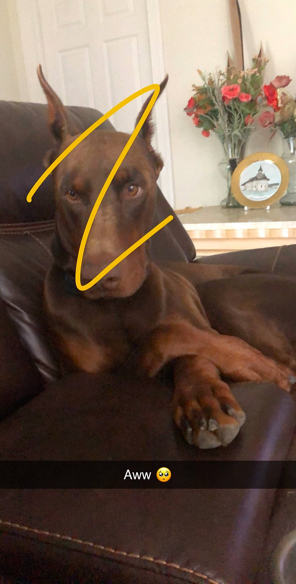 Bailey joined the competition — help win amazing prizes! canidae, carnivore, dobermann, dog_breed, ear, fawn, fictional_character, guard_dog, pinscher, snout