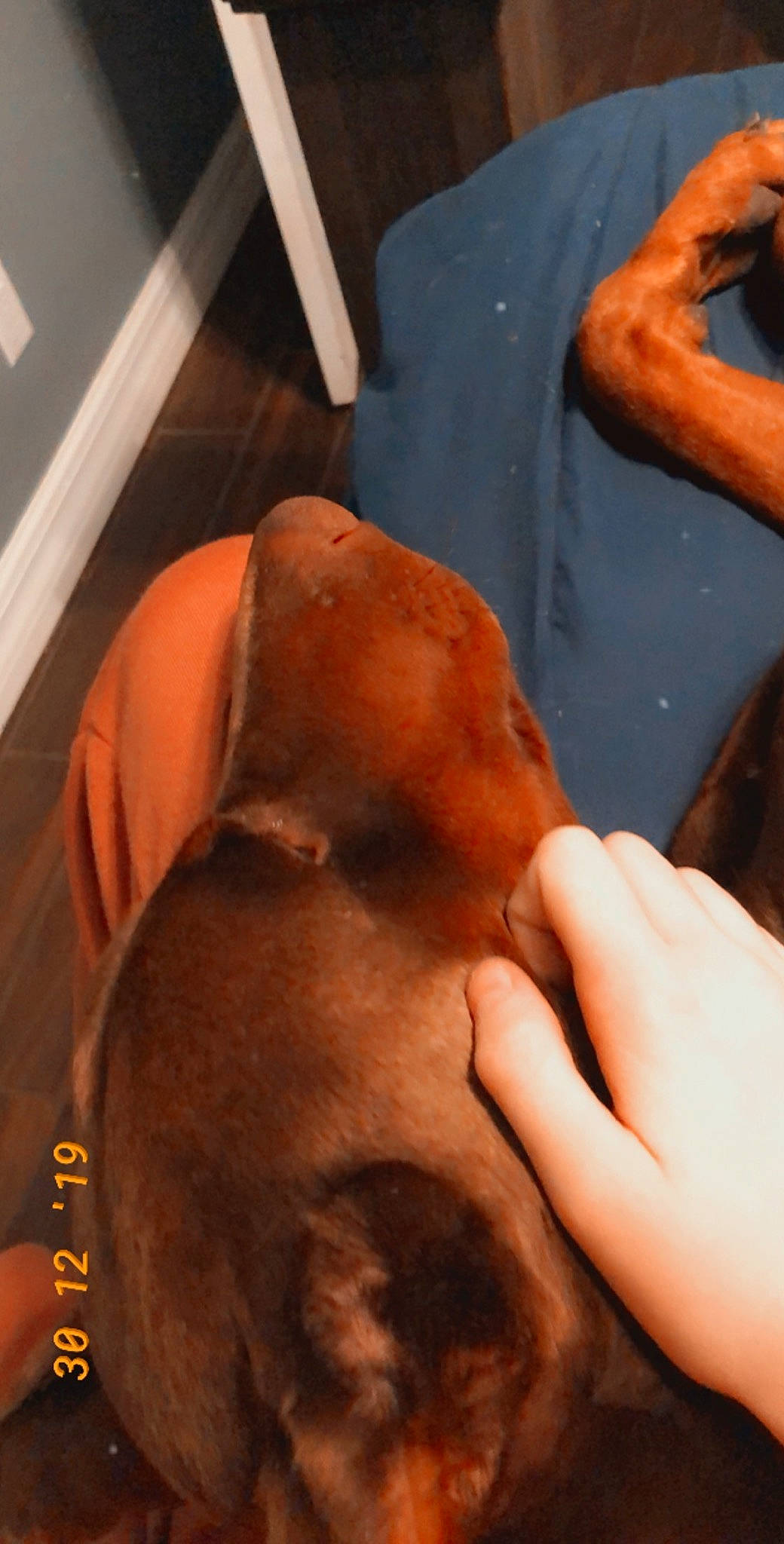 Bailey joined the competition — help win amazing prizes! arm, flesh, hand, joint, muscle