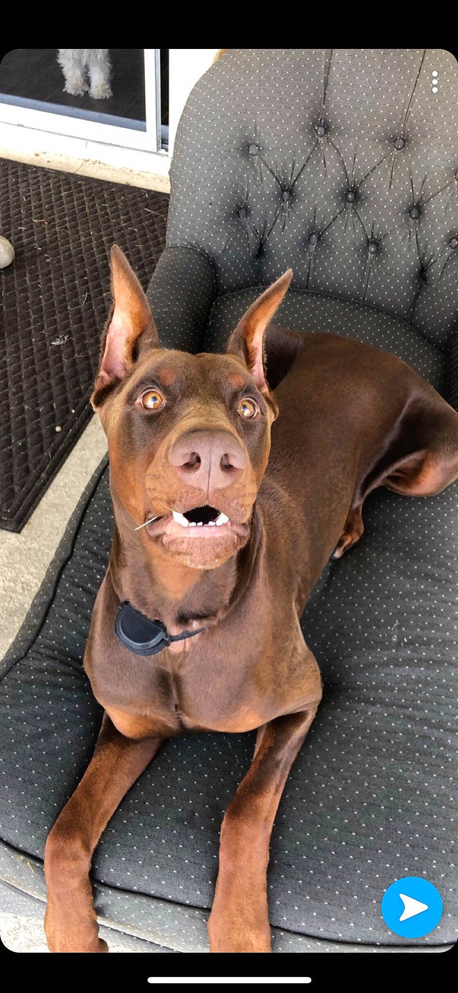 Bailey is registered to the contest to win money with this photo: canidae, carnivore, companion_dog, dobermann, dog, dog_breed, dog_collar, ear, fawn, german_pinscher, guard_dog, jaw, liver, mammal, miniature_pinscher, non_sporting_group, pinscher, snout, vertebrate, working_dog