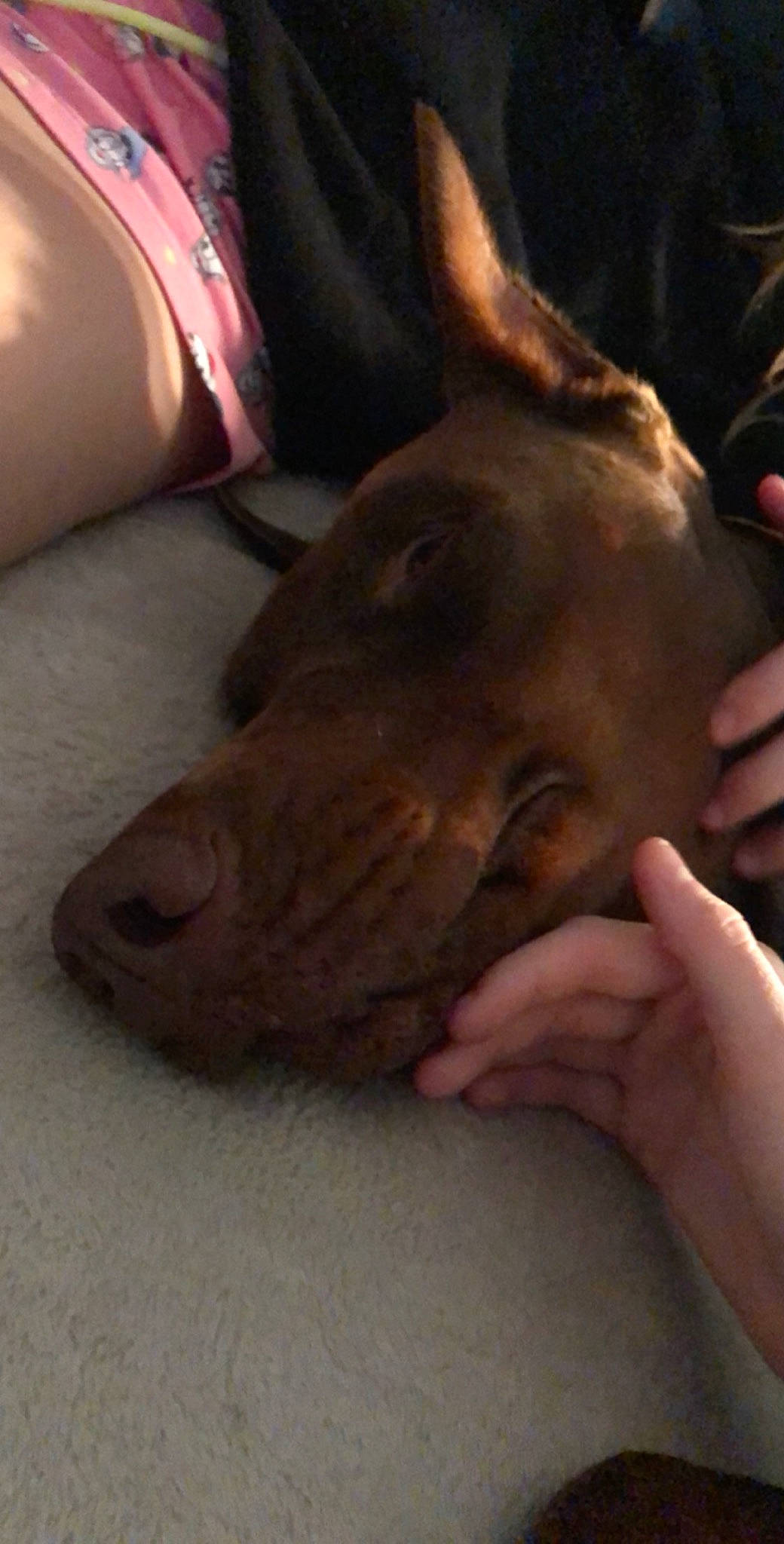 Bailey is registered to the contest to win money with this photo: american_pit_bull_terrier, canidae, carnivore, dog, dog_breed, ear, fawn, hand, liver, mouth, non_sporting_group, nose, pharaoh_hound, pointing_breed, puppy, skin, snout, sporting_group, vizsla, weimaraner