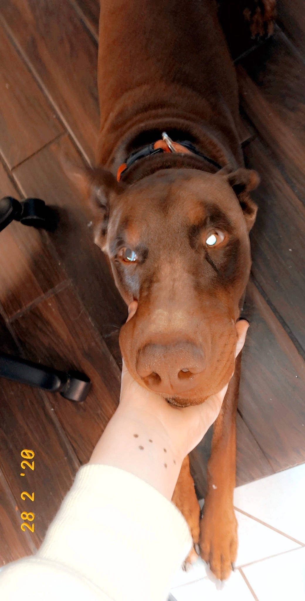 Bailey joined the competition — help win amazing prizes! american_pit_bull_terrier, canidae, carnivore, dog, dog_breed, ear, fawn, guard_dog, non_sporting_group, snout, sporting_group