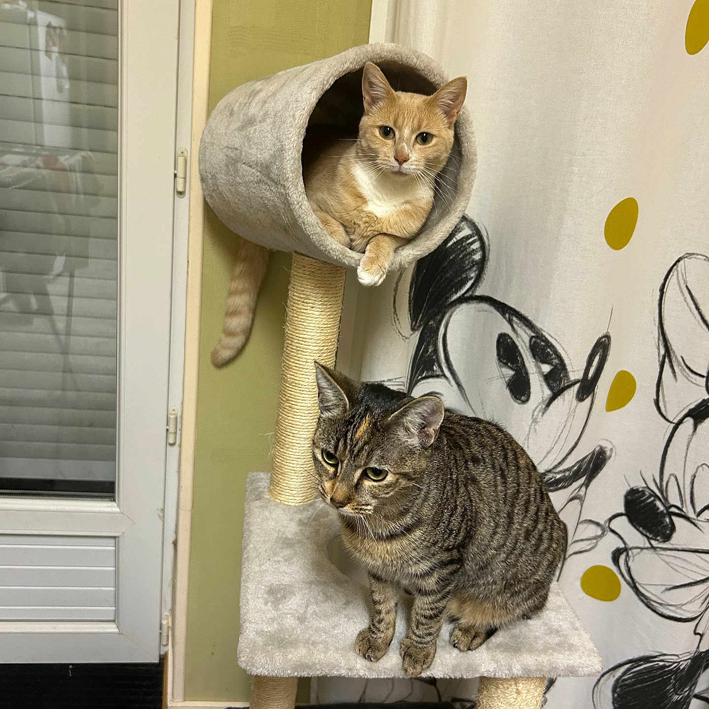 Athena Et Naya participe au concours pour gagner de l'argent avec cette photo : animal, cartoon, cat, cat_tree, cats, cozy, curtain, door, feline, floor, ginger_cat, indoor, pet, platform, polka_dots, relaxing, striped, tabby_cat, tube, window