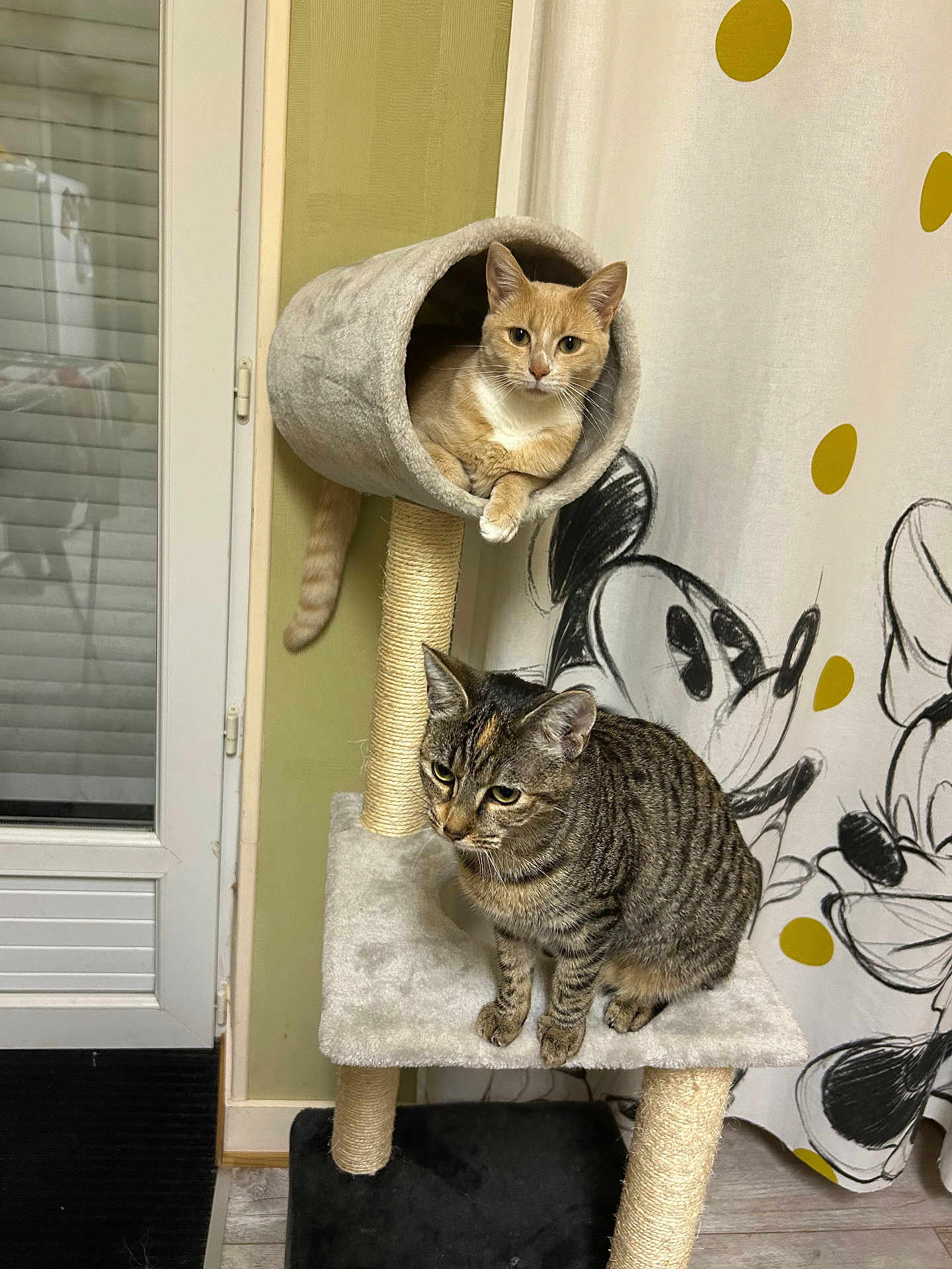 Athena Et Naya participe au concours pour gagner de l'argent avec cette photo : cat, cats, cat_tree, tabby_cat, ginger_cat, indoor, pet, feline, curtain, cartoon, polka_dots, window, door, floor, relaxing, platform, tube, animal, striped, cozy