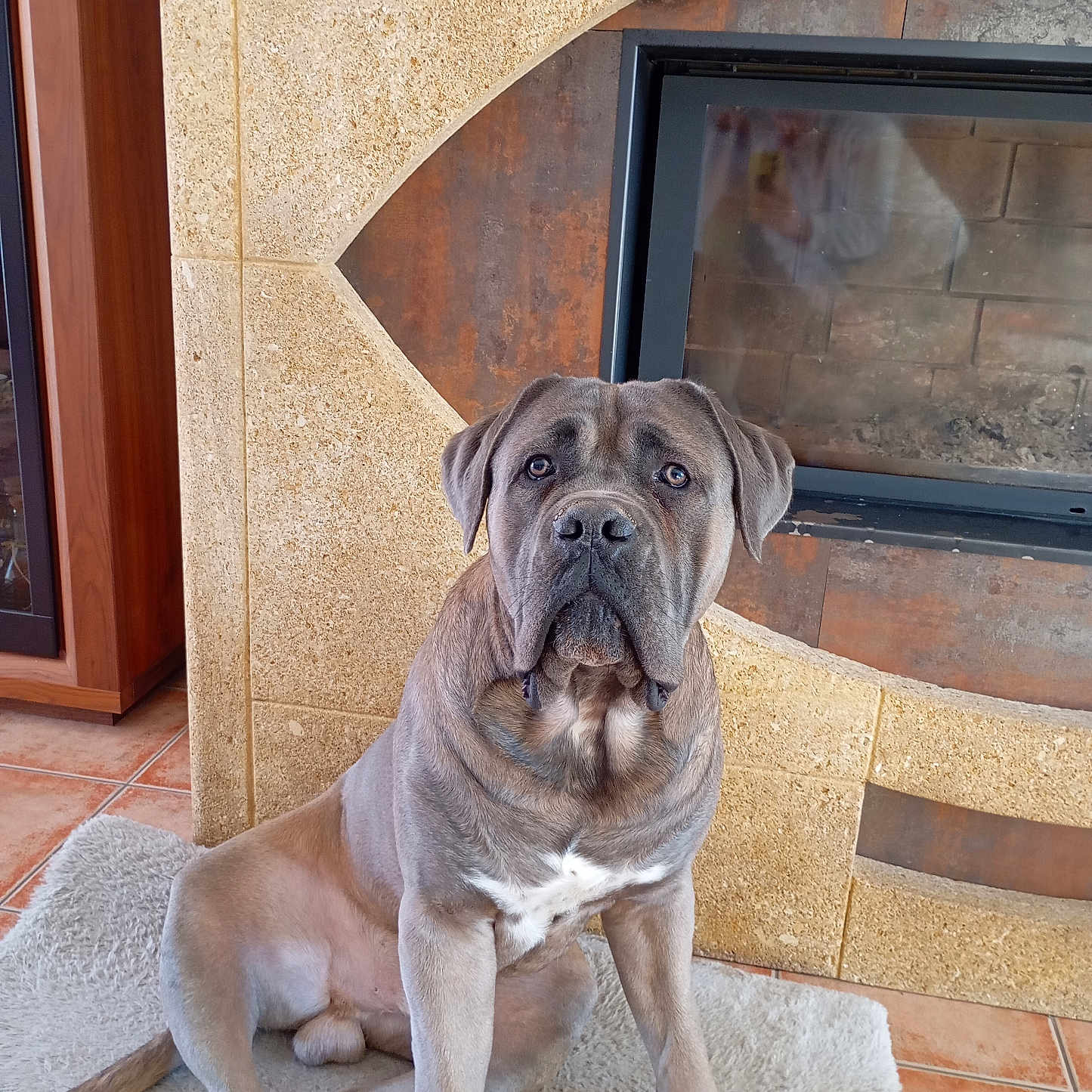 Ubert participe au concours pour gagner de l'argent avec cette photo : animal, architecture, boxer, building, bulldog, canine, dog, fireplace, frenchbulldog, furniture, hardwood, hearth, indoors, interiordesign, path, pet, pitbull, pug, walkway, wood