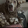 dog, bed, blanket, pillow, indoor, pet, canine, fur, cozy, resting, looking_up, home, comfort, animal, brown, snout, ears, eyes, furniture, sleeping_area