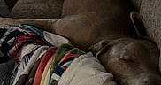Blue joined the competition — help win amazing prizes! dog, couch, blanket, sleeping, resting, indoor, cozy, brown_dog, person, striped_clothing, home, relaxing, furniture, comfort, nap, canine, domestic_animal, covered, living_room, text_overlay