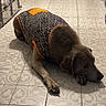 dog, pajamas, indoor, floor, tile, patterned_floor, pet_clothing, laying_down, unhappy, laundry_basket, gate, brown_dog, canine, animal, household, home, floor_tile, pjs, resting_dog, dog_apparel