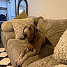 Blue joined the competition — help win amazing prizes! dog, couch, living_room, pillow, mirror, barn_door, carpet, indoor, brown, furniture, pet, canine, relaxed, home, cozy, decor, animal, floor, comfort, resting