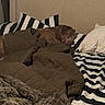 dog, bed, blanket, quilt, pillow, striped, sleeping, brown_dog, cozy, indoor, resting, pet, home, furniture, relaxation, comfort, textile, headboard, sleep, animal