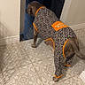 dog, pet_clothing, indoor, tile_floor, patterned_floor, brown_dog, animal, canine, onesie, colorful, orange_trim, looking_away, kitchen, floor_tiles, home, domestic_animal, four_legs, standing, sprinkles_pattern, casual