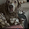 dog, indoor, blanket, bed, pillow, cozy, brown_dog, fur, pet, relaxed, expression, canine, resting, comfort, living_room, animal, closeup, cute, snuggle, text_overlay