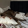 dog, bed, pillow, blanket, sleeping, indoor, rest, furniture, fabric, cozy, brown, headboard, comfort, home, relaxing, animal, quiet, peaceful, domestic, nap