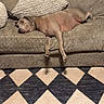 dog, couch, pillows, beige, sleeping, relaxed, pet, indoor, carpet, pattern, fur, animal, home, resting, cozy, living_room, comfort, domestic, canine, furniture