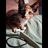 kitten, calico, cat, pet, animal, feline, whiskers, ears, eyes, fur, lying_down, green_fabric, hair_tie, indoor, closeup, cute, curious, small, young, resting