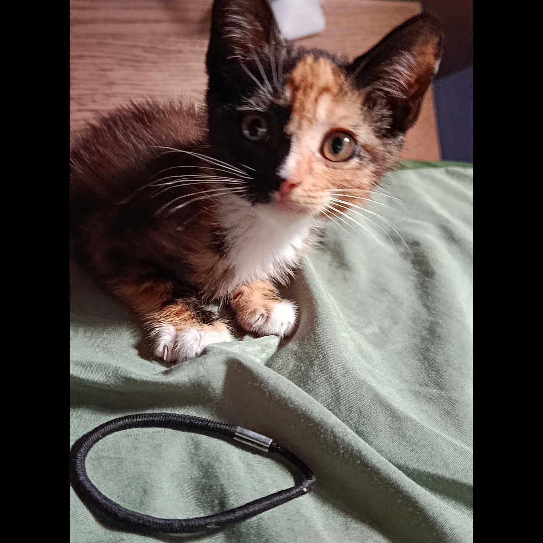 Maya a rejoint le concours — aidez-le/la à gagner de superbes lots ! kitten, calico, cat, pet, animal, feline, whiskers, ears, eyes, fur, lying_down, green_fabric, hair_tie, indoor, closeup, cute, curious, small, young, resting