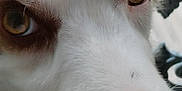 Sky participe au concours pour gagner de l'argent avec cette photo : dog, close_up, face, fur, eyes, white_fur, brown_nose, pet, animal, portrait, snout, whiskers, outdoor, canine, macro, detail, muzzle, looking, curious, nature