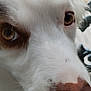 dog, close_up, face, fur, eyes, white_fur, brown_nose, pet, animal, portrait, snout, whiskers, outdoor, canine, macro, detail, muzzle, looking, curious, nature