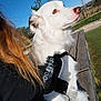 Sky participe au concours pour gagner de l'argent avec cette photo : dog, white_dog, service_dog, harness, bench, outdoor, sky, blue_sky, grass, tree, person, fur, pet, animal, nature, sunlight, park, side_view, daytime, canine
