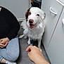 Sky participe au concours pour gagner de l'argent avec cette photo : dog, white_dog, brown_patches, bandage, person, sitting, floor, hand, gray_pants, black_sweater, cabinet, kitchen, trays, happy_dog, indoor, pet, animal, smiling, paw, human