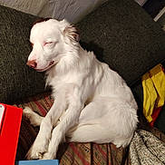 Sky a rejoint le concours — aidez-le/la à gagner de superbes lots ! dog, white_dog, sleeping, couch, green_cushion, striped_blanket, indoor, relaxed, pet, fur, napping, cozy, brown_spots, resting, animal, domestic_animal, companion, cute, calm, home
