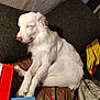 dog, white_dog, sleeping, couch, green_cushion, striped_blanket, indoor, relaxed, pet, fur, napping, cozy, brown_spots, resting, animal, domestic_animal, companion, cute, calm, home