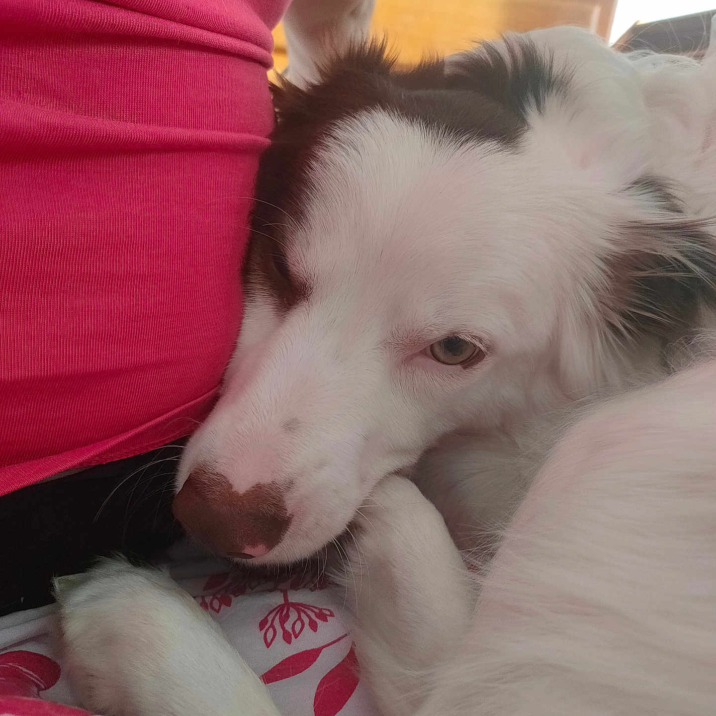 Sky participe au concours pour gagner de l'argent avec cette photo : animal, bed, close_up, comfort, companion, cozy, cute, dog, domestic_animal, face, fur, indoor, lying_down, person, pet, pink_shirt, relaxed, resting, snuggle, white_dog