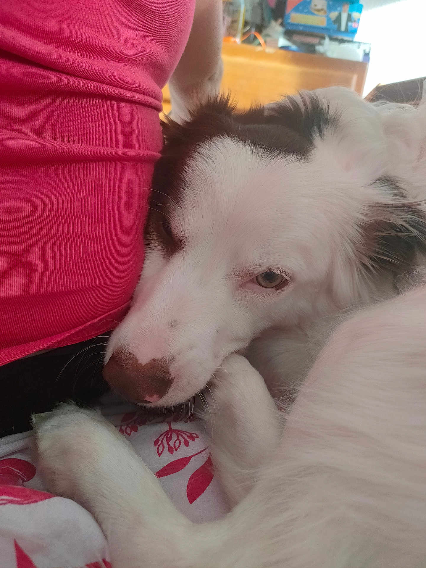 Sky participe au concours pour gagner de l'argent avec cette photo : dog, white_dog, resting, close_up, pet, indoor, person, pink_shirt, fur, face, animal, companion, cozy, relaxed, lying_down, cute, domestic_animal, bed, comfort, snuggle