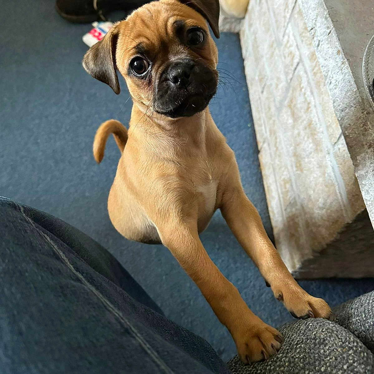 Frankie joined the competition — help win amazing prizes! animal, blue_carpet, brown, close_up, couch, curious, cute, dog, domestic, furniture, indoor, looking_up, paws, pet, playful, puppy, stone_wall, toys, young, young_dog