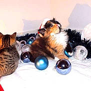 Tartine a rejoint le concours — aidez-le/la à gagner de superbes lots !