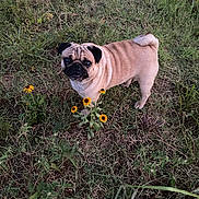 Walter is registered to the contest to win money with this photo: pug, dog, pet, grass, flowers, yellow_flowers, outdoor, nature, wrinkled_face, black_mask, cute, standing, looking_up, curled_tail, paws, ground, meadow, evening_light, greenery, brown_fur