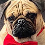 Walter is registered to the contest to win money with this photo: dog, pug, pet, bow_tie, red_bow, close_up, portrait, face, wrinkles, muzzle, ears, expressive_eyes, black_nose, indoor, cute, furry, collar, animal_portrait, whiskers, companion