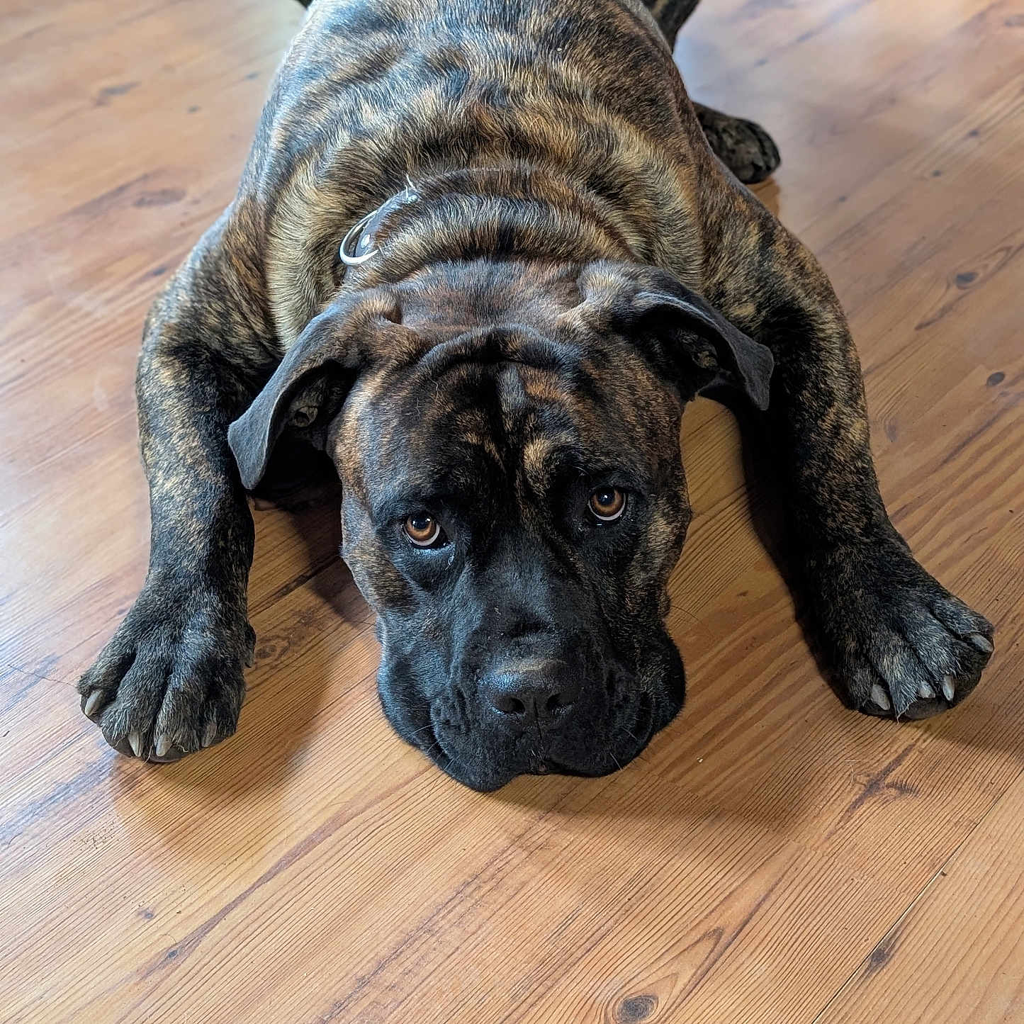 Tigger joined the competition — help win amazing prizes! animal, boxer, bulldog, canine, dog, frenchbulldog, greatdane, hardwood, hound, indoors, interiordesign, labradorretriever, pet, pitbull, plywood, puppy, stainedwood, wood