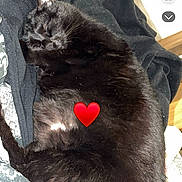 Rubby a rejoint le concours — aidez-le/la à gagner de superbes lots ! abyssinian, animal, armchair, blackcat, blanket, cat, chair, couch, cushion, envelope, furniture, heart, homedecor, kitten, manx, person, pet, quilt, sleeping, symbol