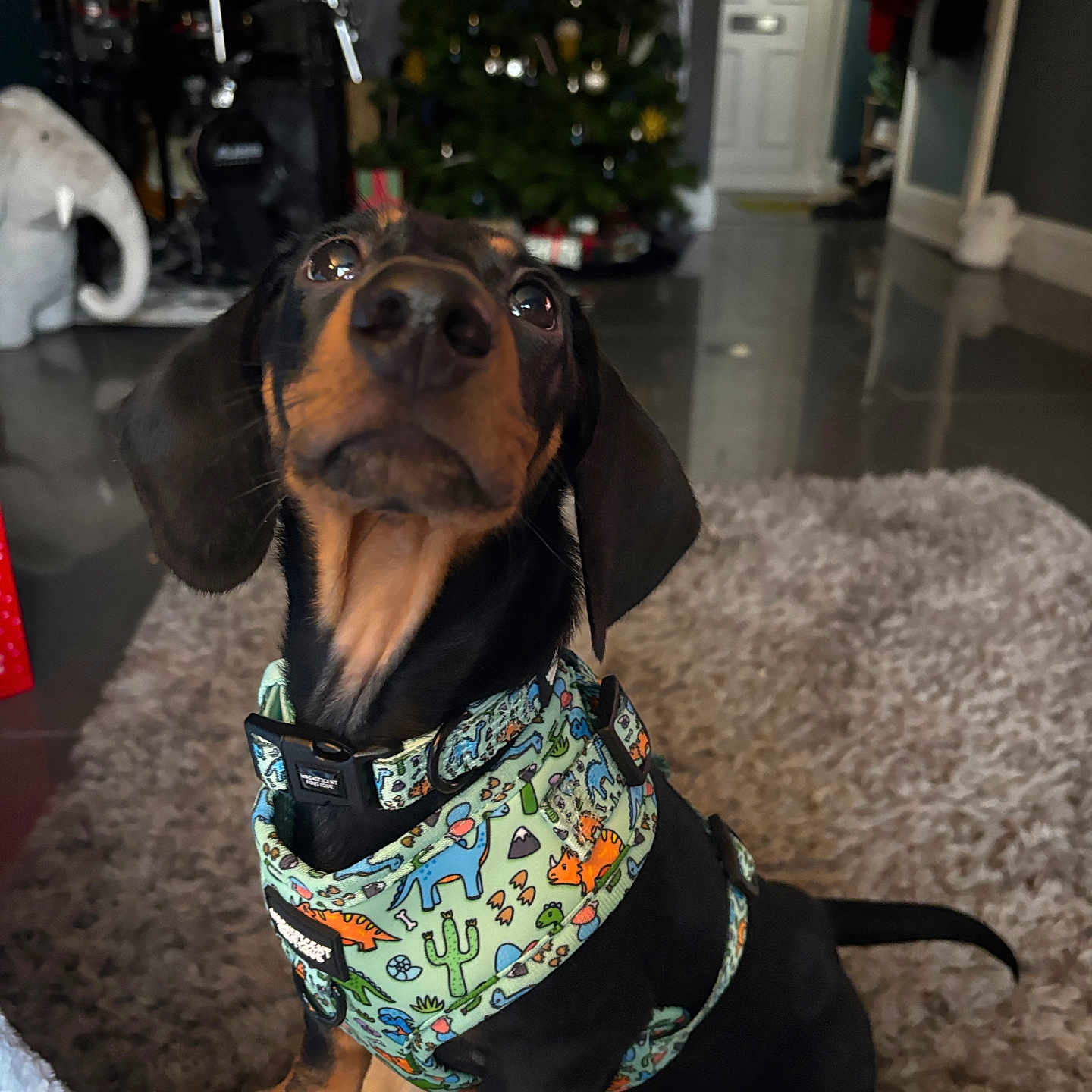 Bruno is registered to the contest to win money with this photo: accessories, animal, bandana, beagle, bicycle, canine, couch, dog, flower, formalwear, furniture, headband, hound, pet, pointer, puppy, strap, tie, transportation, vehicle